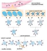 How Do B Cells Produce Antibodies? B cells develop from stem cells in the bone marrow of adults (liver of fetuses). After maturation B cells migrate to lymphoid organs (lymph node or spleen).