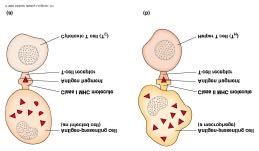 T Cells and Cell Mediated Immunity Cellular Components of Immunity: T cells are key cellular component of immunity.