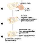 Types of T cells (Continued) 3.