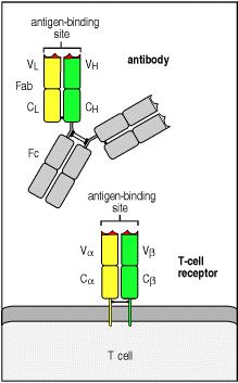 Adaptive Immunity Antigen Receptors