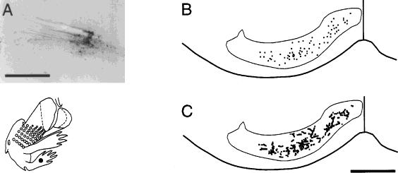 MAPPING OF SI ONTO THE PONTINE NUCLEI 259 Fig. 11. A: Photomicrograph of a limited (200 m diameter) BDA injection into the SI hindlimb representation (case R125; also illustrated in Fig. 10G I).