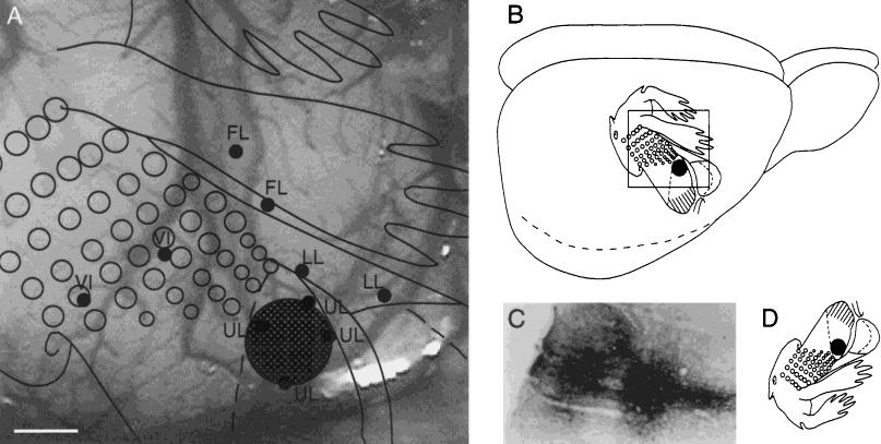 248 T.B. LEERGAARD ET AL. Fig. 1. A: Videoimage of the exposed right primary somatosensory cortex (SI) of animal R113. Electrode recording positions are indicated by black dots.
