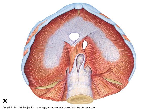 The Diaphragm Radially arranged fibers