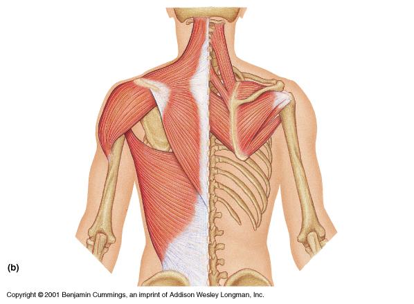 Adduct and medially rotate the brachium.