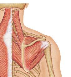 Muscles Acting on the Scapula Levator scapulae Rhomboids: minor major