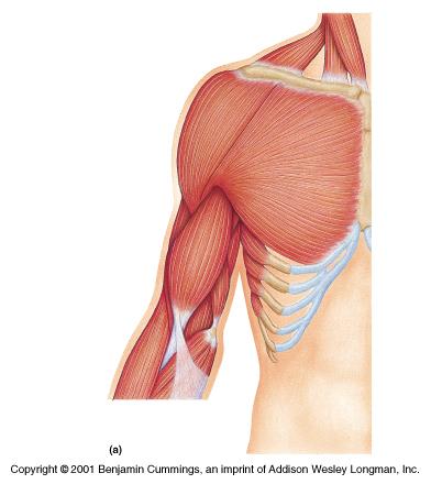 Biceps brachii Flexes elbow;