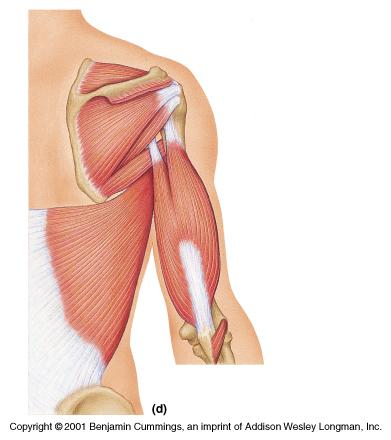 Triceps brachii: lateral head