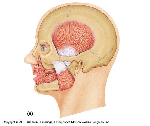 Temporalis Orbicularis oris Synergists in in closing the jaw