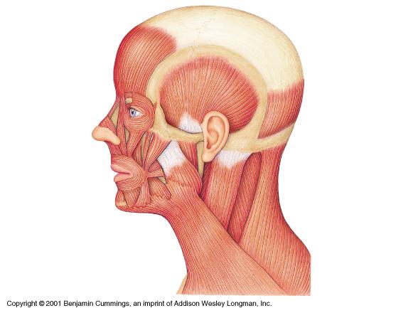 The Trapezius Upper portion helps to to extend head. Lowers jaw Tenses skin of of neck Platysma Trapezius Muscles identified in blue are shown on the LUMEN muscle 5 site:http://www.meddean.luc.