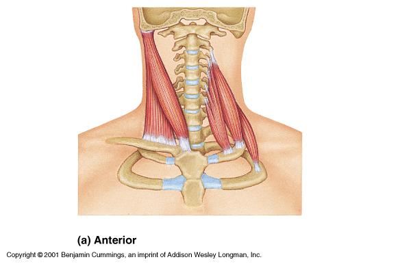 SCM unilaterally rotates the head, bilaterally they flex the neck.