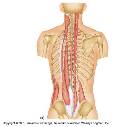 Extensors of the Vertebral Column Longissimus capitus Semispinalis capitus With what muscles are these two synergists, in in extending the head?