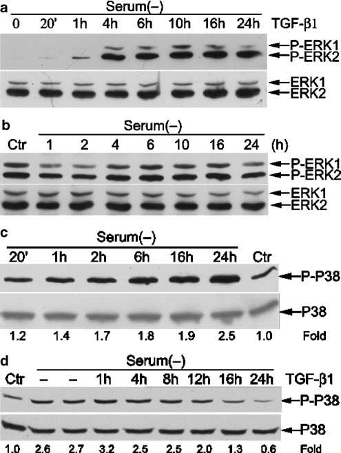 522 MAPK and ceramide in TGF-b1-mediated antiapoptosis Figure 5 TGF-b1 induces the phosphorylation of ERK1 and ERK2 and inhibits serum-deprivation-induced phosphorylation of p38 MAPK.