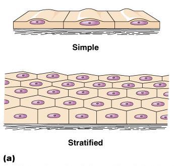 Classification of Epithelium Cell arrangement (# of cell layers) 2 major types of epithelium 1. Simple one layer; typically found where absorption & filtration occur 2.