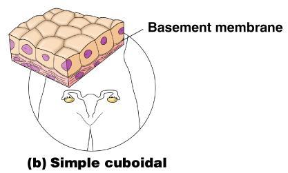 Simple Epithelium Simple cuboidal Single layer of cube-like cells Common in glands and their ducts Forms walls of kidney