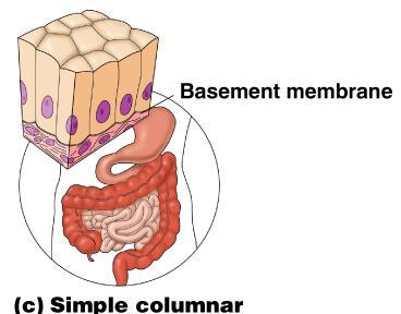 Simple Epithelium Simple columnar Single layer of tall cells Often includes goblet cells, which produce mucous