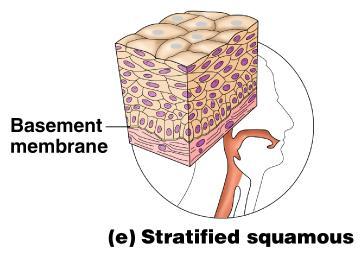 Stratified Epithelium Stratified squamous Cells at the free edge are flattened Found as a protective covering where friction is