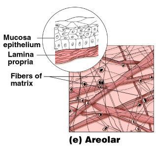 Loose Connective Tissue Types Areolar Most widely distributed connective tissue Soft, pliable tissue Contains all fiber types Can soak up