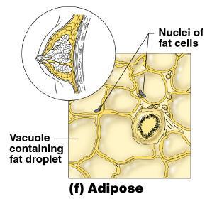Loose Connective Tissue Types Adipose an areolar tissue in which fat cells predominate Functions Insulates the body Protects some organs Serves as a