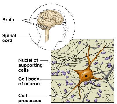 3. Nervous Tissue (3 rd primary tissue type) Found in brain, spinal cord, & nerves Functions in regulation &