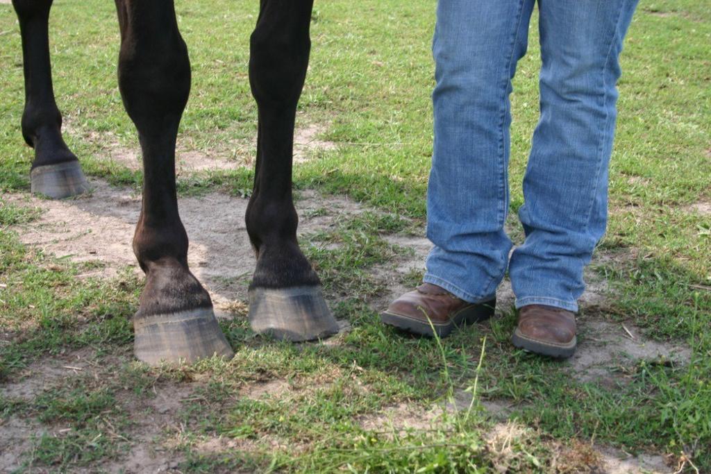 Equine Assisted Psychotherapy and Addictions Recovery NAADAC Conference ~~~~ September 28, 2014 Lynn Moore MA,