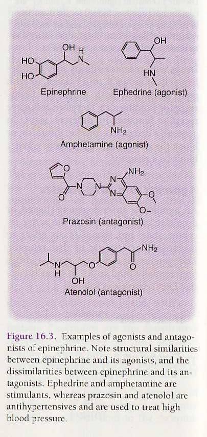 Introduction to Pharmacology Antagonist: a drug that binds to a receptor and prevents agonists from binding; do not activate receptor; blockers.