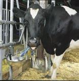 For stanchion barns, the milk yield indicator will provide you with valuable information, at the same time as it controls the whole milking process.