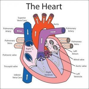 STRUCTURE OF THE HEART: ATRIA (LEFT AND RIGHT ATRIA) VENTRICLES (LEFT AND RIGHT VENTRICLES).