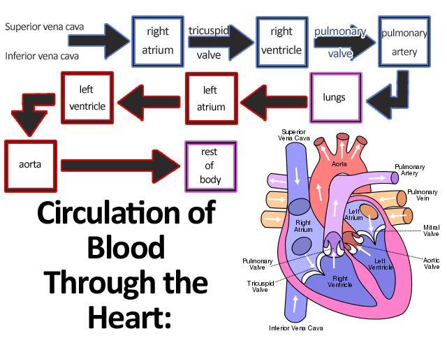 PATHWAY OF THE BLOOD: DEOXYGENATED BLOOD INTO RIGHT ATRIUM THEN INTO THE RIGHT VENTRICLE THE PULMONARY ARTERY THEN TRANSPORTS DEOXYGENATED BLOOD TO THE LUNGS GAS EXCHANGE OCCURS (BLOOD IS OXYGENATED)
