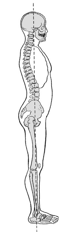 Muscular Balance Achieving neutral spine requires muscular balance, which includes: Equal strength and flexibility on the right and left sides of the body