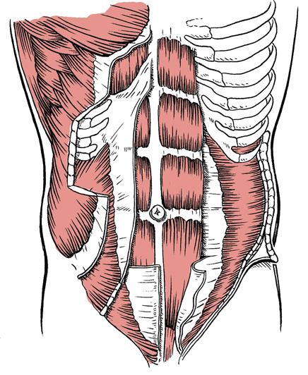 The Trunk The major muscles of the trunk support, stabilize, and