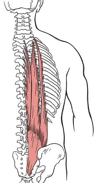 The abdominal wall, made up of the rectus abdominis, obliques,
