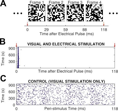Fig. 3. Cortical response to combined white noise and electrical stimulation. (A) Each frame of the white-noise visual stimulus was a unique checkerboard (16 16 matrix) of white and black squares.