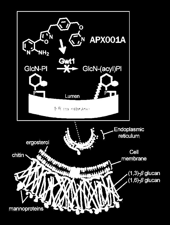 APX001A Mechanism of Action GPI-anchored proteins (e.g.
