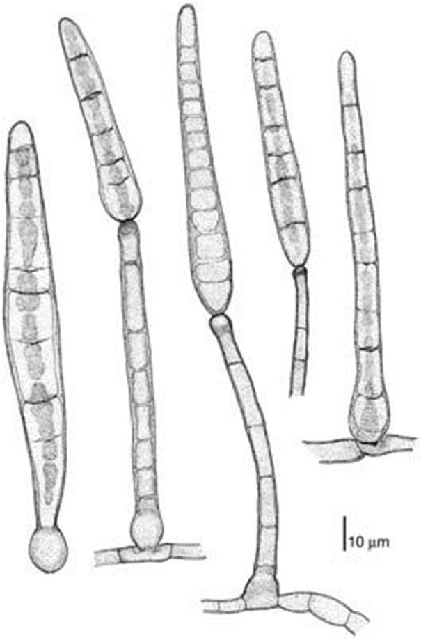First described by Berk. & M.A. Curtis 1868 as Helminthosporium cassiicola Corynespora cassiicola (Berk. & M.A. Curtis) C.T.
