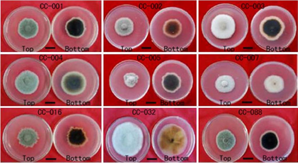 Pathogen Morphology Colony Morphology Grey, Black, Dark brown,