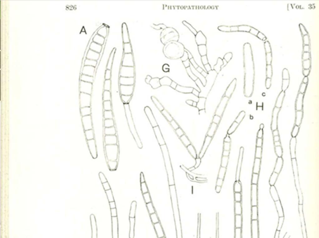 Corynespora cassiicola (Berk. & Curt.) Wei.