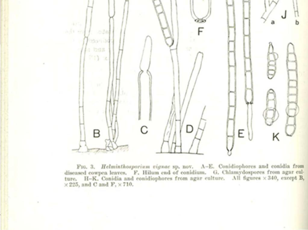 Bacteria No. 31, Sheet 303. Olive L.S., Bain D.C., and Lefevbre C.L. 1945.
