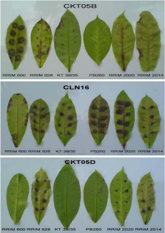 Major Diseases Caused by Rubber (Hevea brasiliensis) Corynespora Leaf Fall Disease First epidemic to gain notoriety Sri Lanka -