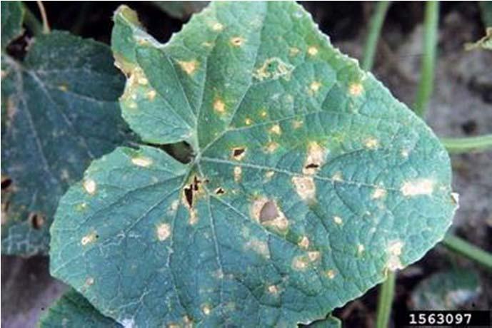 Other Epidemics of Note 30 years Cucumber (Cucumis sativus) Recently, corynespora leaf spot has become one of the most important diseases of cucumber.
