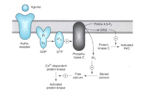 α 1 -adrenergic receptors are positively coupled to Phospholipase C (PLC) via Gq/11 protein of the heterotrimeric G protein family to increase IP3/DAG. Ex: Vascular smooth muscle contraction.