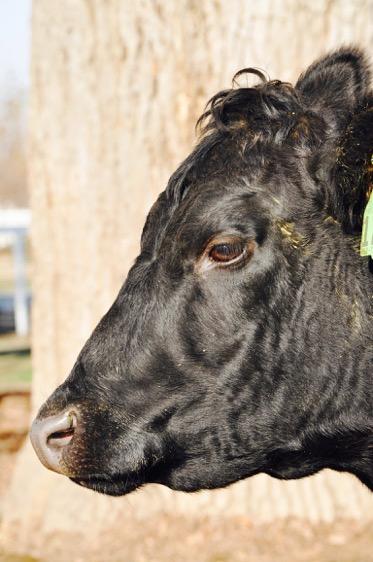 Pre-breeding Replacement Heifers Modified Live! - 2 doses with last dose >30 days prior to breeding.