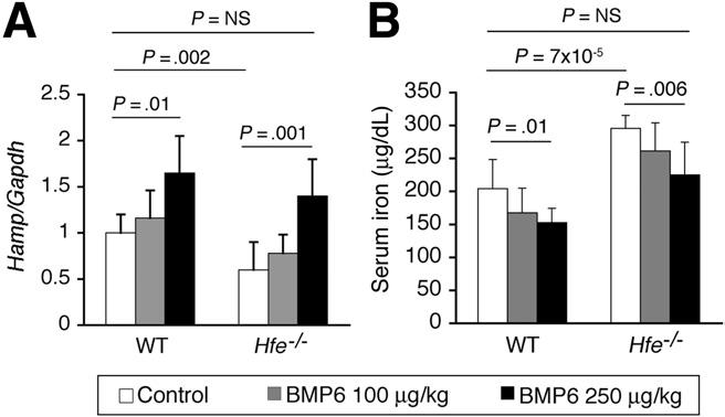 Eight- to 10-week-old Hfe Tg mice received an intraperitoneal injection of anti-bmp6 Ab (n 5 [3 males, 2 females]) or vehicle alone (Mock; n 5 [2 males, 3 females]) once daily for 10 days.