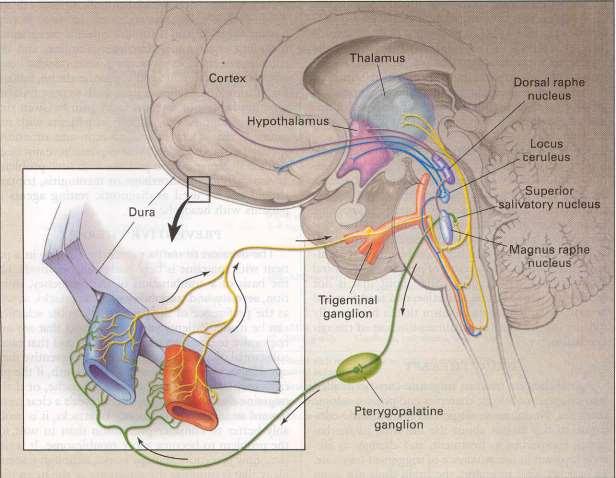 Migraine Pathophysiology: