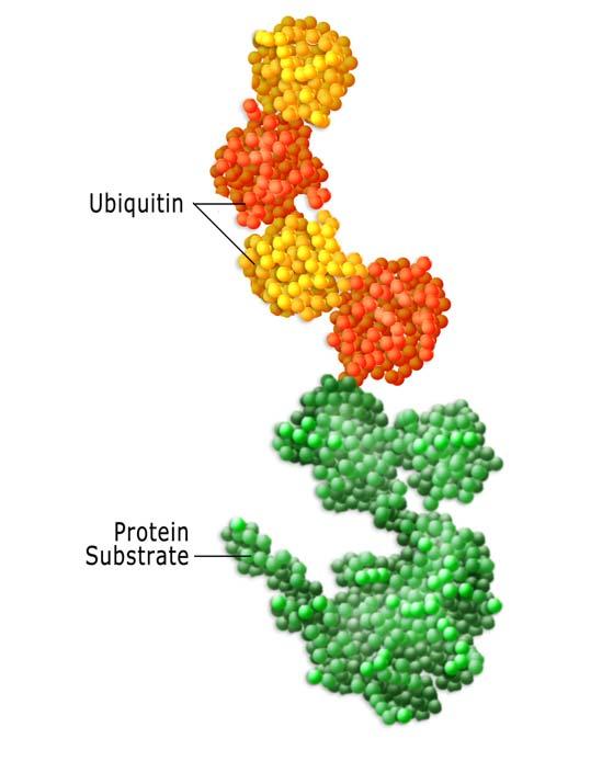 Introduction Session 1 and 2 (Ubiquitin, proteasome and human disease) Courtesy of Sam Griffiths-Jones. Used with permission. Source: "Peptide models for protein beta-sheets.