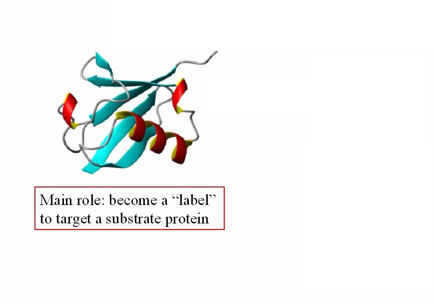 Ubiquitin is a small, 76 aa protein which gets appended to another proteins, as a label. The protein substrate has amino groups in the side chains of its Lys aa residues.