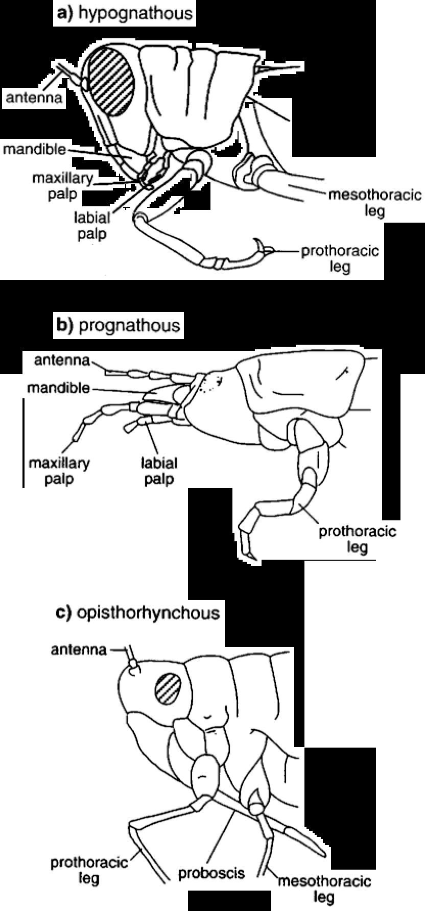 Feeding I: Structure and Function of Mouthparts Orientation of the mouthparts: Hypognathous. Mouthparts are directed ventrally downward.