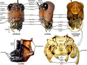 Generalized Structure & Function Generalized chewing mouthparts are found in the Thysanura, Odonata, all Polyneoptera orders, Neuroptera, Coleoptera, Mecoptera, many Hymenoptera, and immatures in the