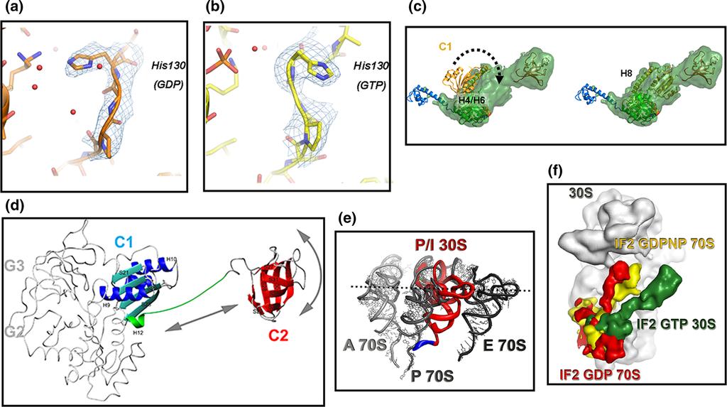 4352 C. O. Gualerzi, C. L. Pon Fig. 6 Conformational changes involving select regions of IF2 and positional adjustments of IF2 and fmet-trna during the assembly of a 70S initiation complex.