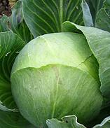 Cabbages Fish