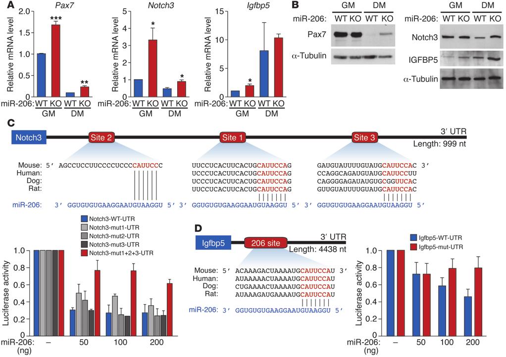 Figure 6 mir-206 regulates expression of target genes involved in SC proliferation and differentiation.